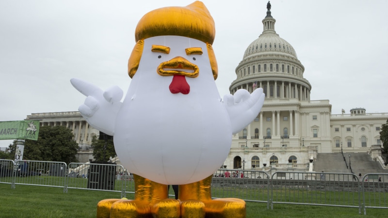 Цыпленок с прической Трампа Цыпленок с прической Трампа