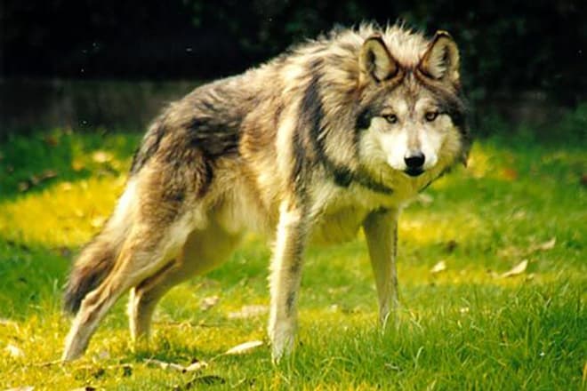 Кенайский волк