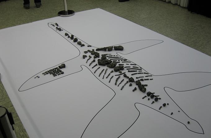 Окаменелости плезиозавра Arminisaurus schuberti