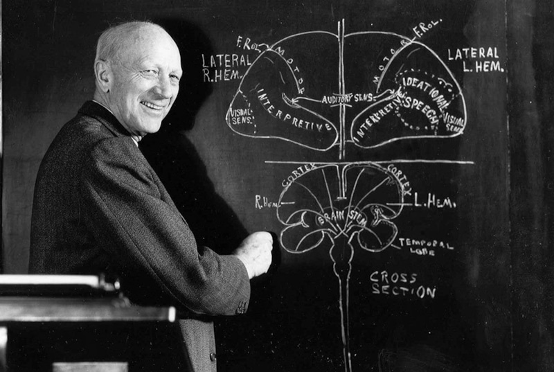 Google посвятил дудл Уайлдеру Пенфилду