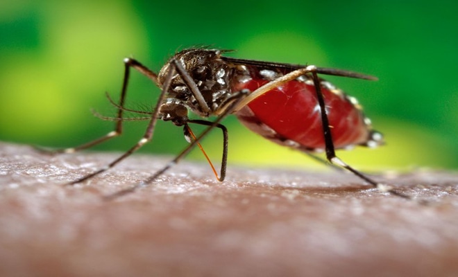 Ученые разработали новый механизм защиты от комариных укусов