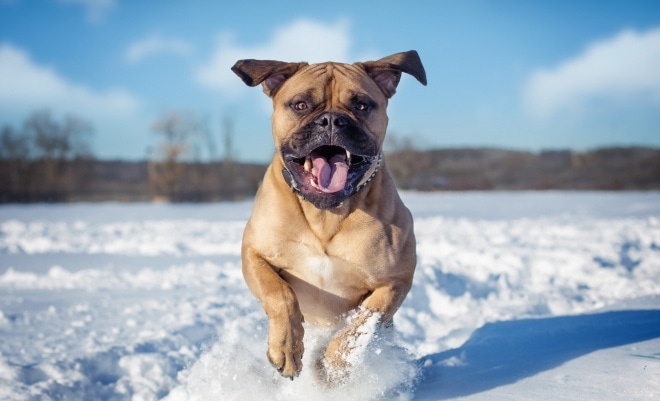 Опасная собака