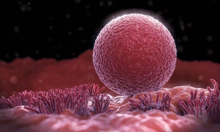 Яйцеклетка