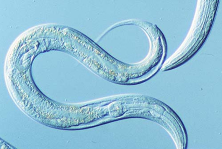 Круглый червь Caenorhabditis elegans Круглый червь Caenorhabditis elegans