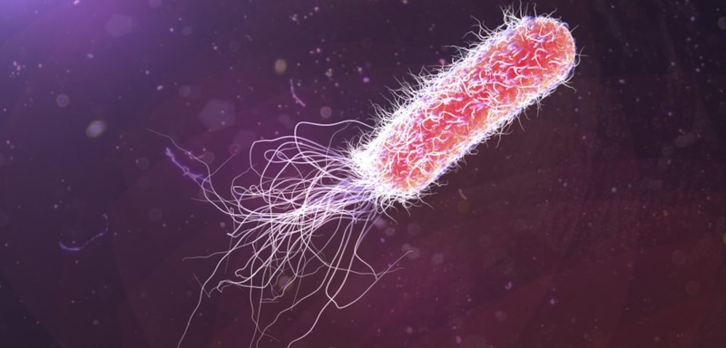 Бактерия Pseudomonas aeruginosa