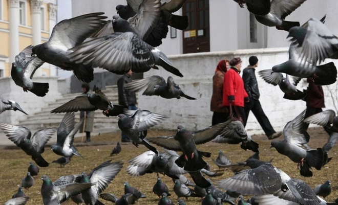 Городские голуби