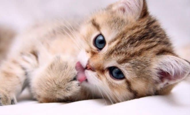 Ученые: мурчание котов способно заживлять раны человека - 24СМИ