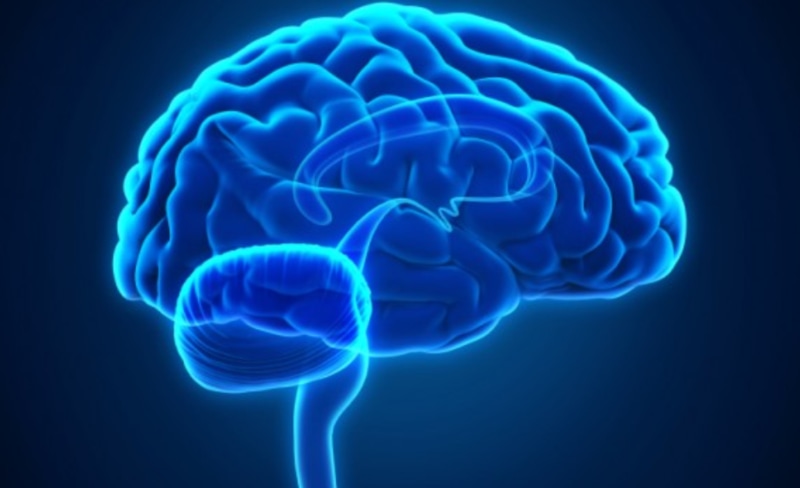 Мозг человека Мозг человека