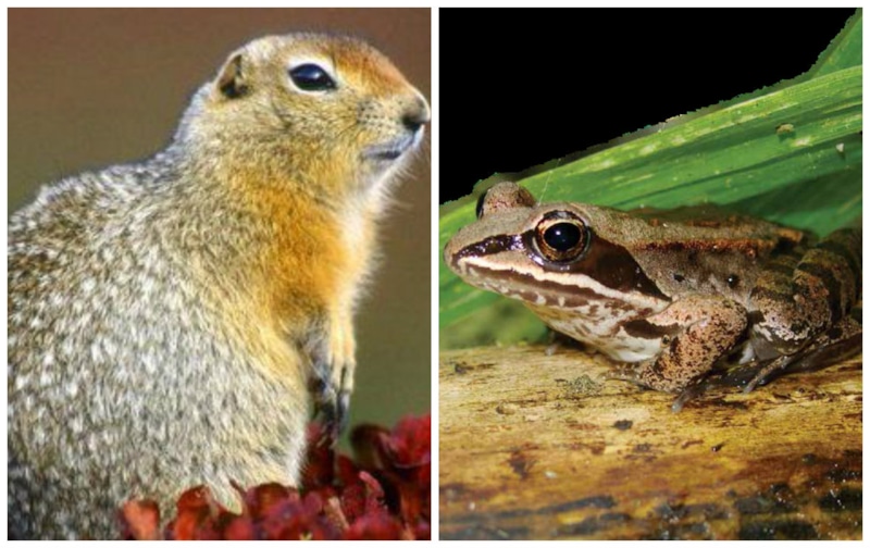 Американский суслик и лесная лягушка