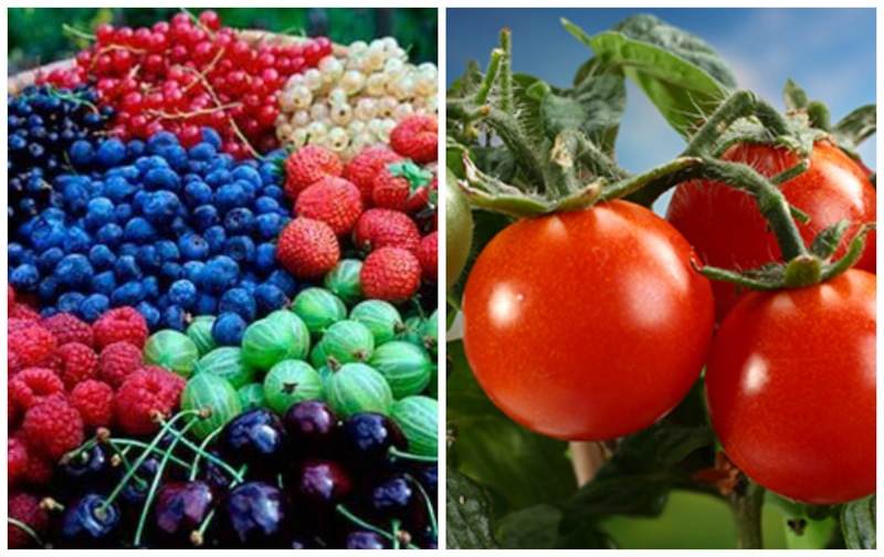 Ягоды и помидоры Ягоды и помидоры