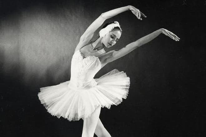 Бегония сплендид балерина фото и описание