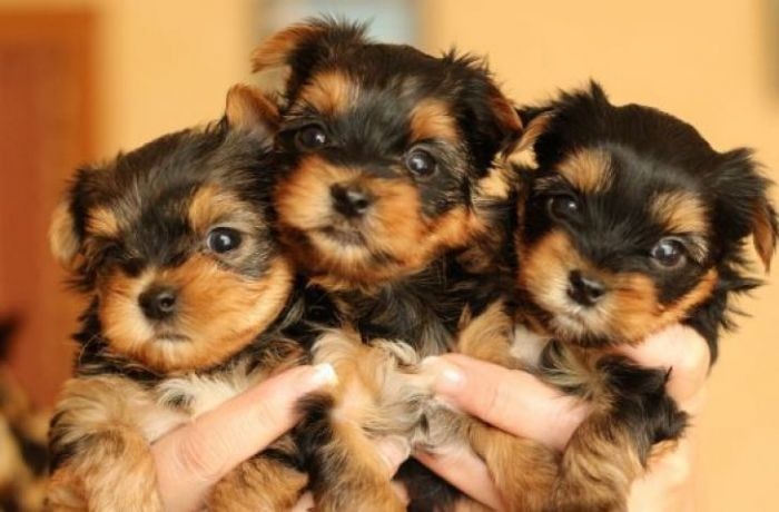 Йоркширский терьер: фото, щенки, порода