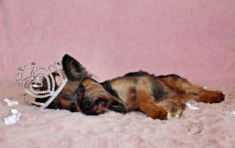 Йоркширский терьер: фото, щенки, порода