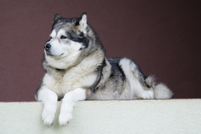 Аляскинский маламут (https://pixabay.com/ru/photos/аляскинский-маламут-маламут-собака-1531351/)