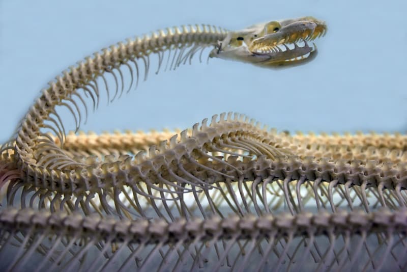 Фото кости змеи