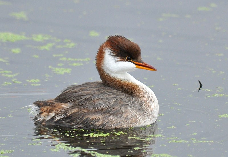 Чомга на озере Титикака (https://commons.wikimedia.org/wiki/Category:Lake_Titicaca#/media/File:36_Titicaca_Grebe.JPG)