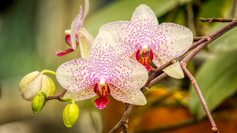 Как пересадить орхидею в домашних условиях пересадка пошагово, грунт, полив
