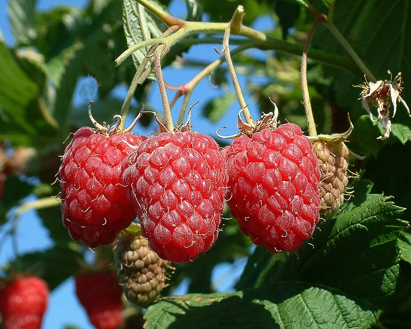 Малина (https://commons.wikimedia.org/wiki/Category:Rubus_idaeus#/media/File:Fertődi_Vénusz_málna.jpg)