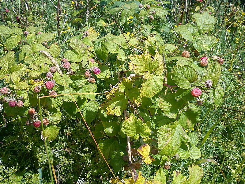 Кусты малины (https://commons.wikimedia.org/wiki/Category:Rubus_idaeus#/media/File:Eskelunden_(Hindbær).JPG)