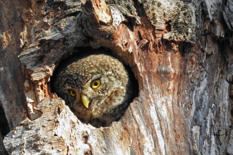 Воробьиный сыч в ГБС (https://www.flickr.com/photos/yeliseev/24895984445/in/photolist-DVYqP8-bSrtKi-RSUWq8-2nt4zYT-QTf2HG-2jEoYtD-oAZcXk-29gKmA5-JnYPDW-J7mo6G-friAUy-JtUnho-JtUrMW-2nukeW8-JwWUDD-qYAKXR-HALh3e-JwXdtg-JwX6e6-HALfJc-S4Q8fT-JnYZps-JwXzCk-JtUCJA-JnZkps-JqaFCF-HALnoK-JwXppe-JqaCYx-J7maeu-JtTQky-HAKVQR-JtTW59-JtUzoh-2njXg9U-EaRTrp-2k7Uo4r-SpPGcS-2k8dtD3-JnZ48Q-2nuiZLv-24Vhp4k-2mQwqd5-QWXevj-26wkw1y-24Vhp64-2numqZQ-oYiuaC-eem9rZ-PRtNYL) Воробьиный сыч в ГБС (https://www.flickr.com/photos/yeliseev/24895984445/in/photolist-DVYqP8-bSrtKi-RSUWq8-2nt4zYT-QTf2HG-2jEoYtD-oAZcXk-29gKmA5-JnYPDW-J7mo6G-friAUy-JtUnho-JtUrMW-2nukeW8-JwWUDD-qYAKXR-HALh3e-JwXdtg-JwX6e6-HALfJc-S4Q8fT-JnYZps-JwXzCk-JtUCJA-JnZkps-JqaFCF-HALnoK-JwXppe-JqaCYx-J7maeu-JtTQky-HAKVQR-JtTW59-JtUzoh-2njXg9U-EaRTrp-2k7Uo4r-SpPGcS-2k8dtD3-JnZ48Q-2nuiZLv-24Vhp4k-2mQwqd5-QWXevj-26wkw1y-24Vhp64-2numqZQ-oYiuaC-eem9rZ-PRtNYL)