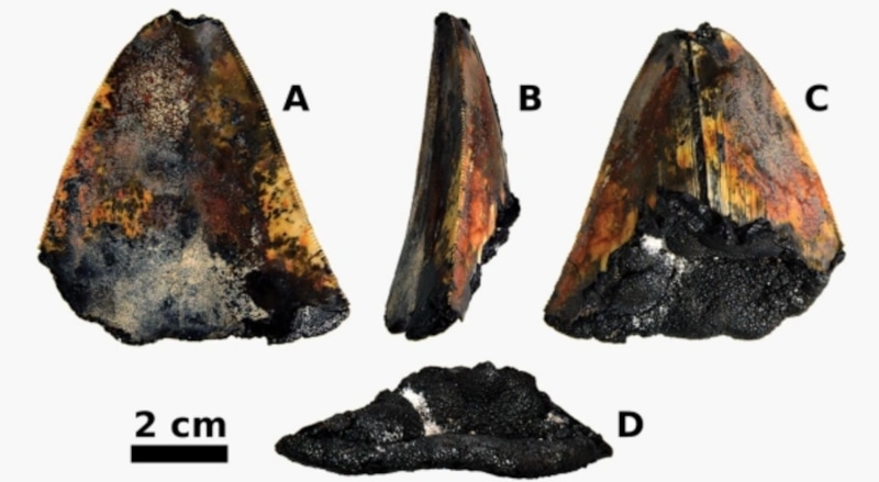 Зуб мегалодона