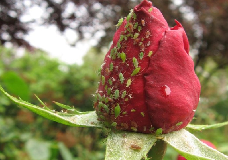 Розы и народные средства против тли