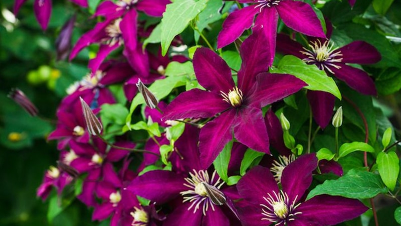 Посадка клематиса: секреты пышного цветения