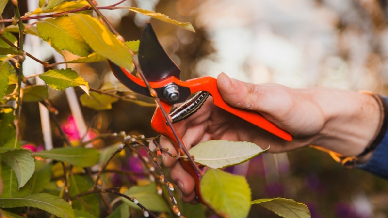 Осенний уход: готовим сад к зиме