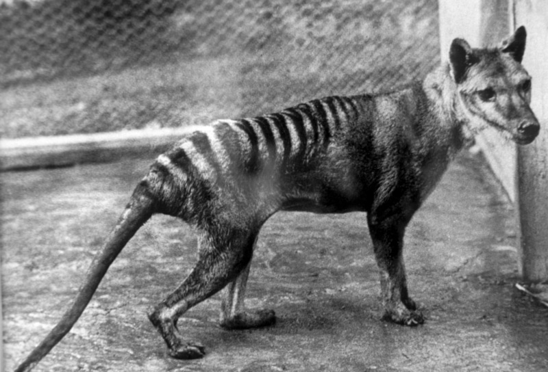 Возрождение тилацина: геном восстановлен