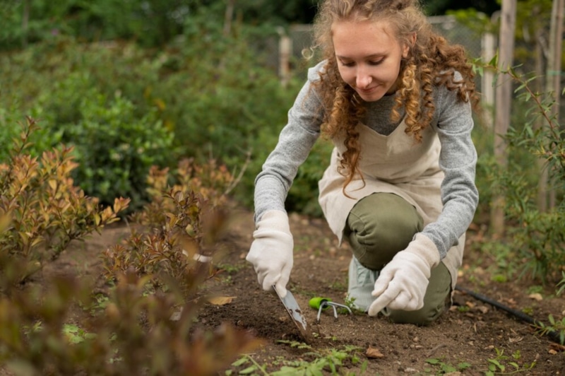 Подготовка многолетних овощей к зиме: секреты ухода