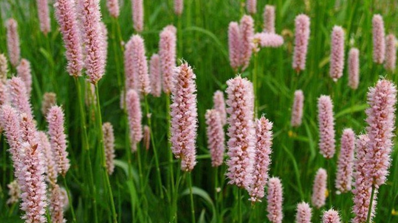 Агрессивные декоративные растения в саду