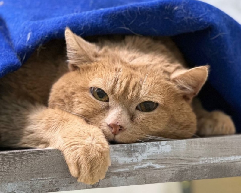 В Перми скончался кот Крошик