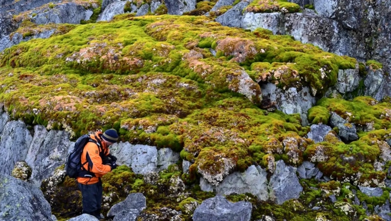 Растительный покров Антарктиды увеличился более чем в 10 раз