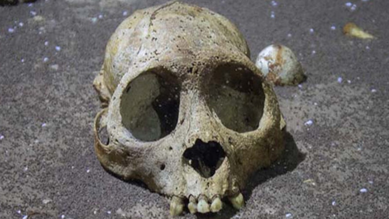 Окаменелости обезьян: звено эволюции Окаменелости обезьян: звено эволюции