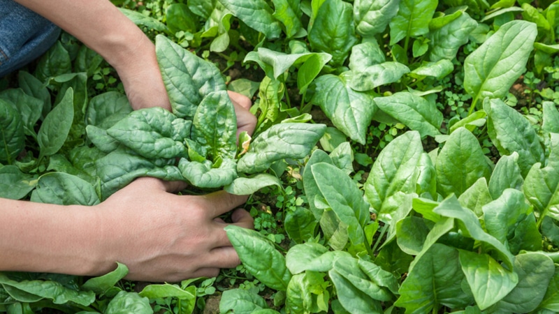 Выращивание под деревьями: полезные советы