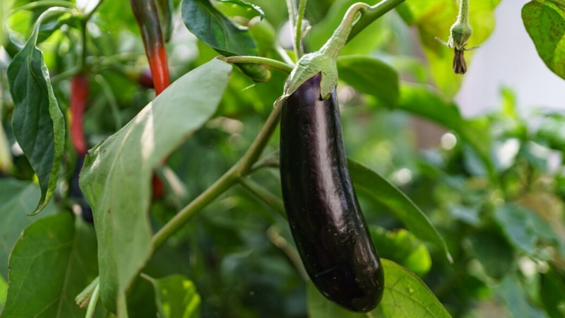 Уход за баклажанами на грядке