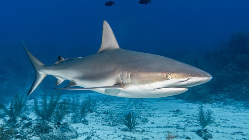 Защита от акул: светящиеся полосы