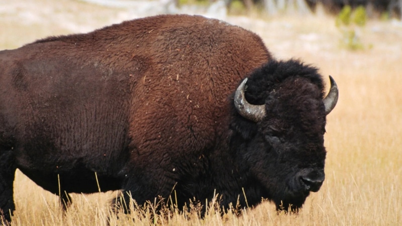 Степной бизон: находка в Якутии