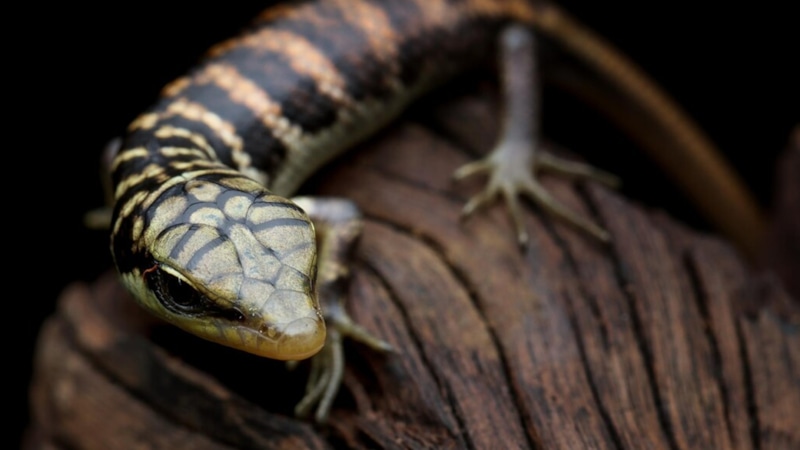 Древнейшая ящерица: находка в Британии