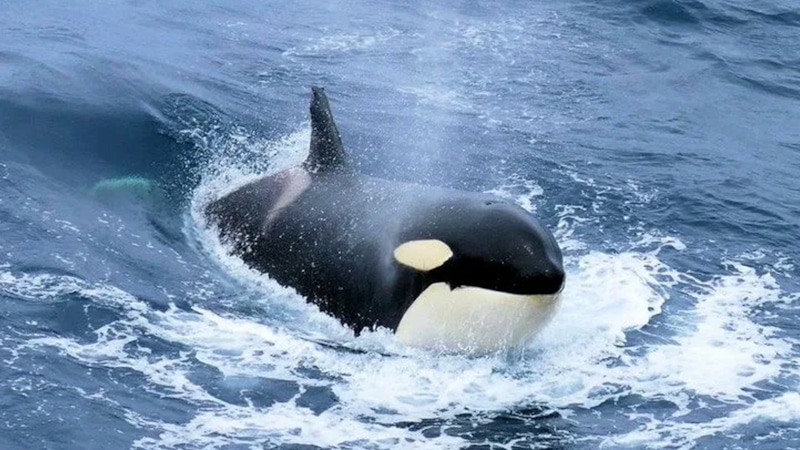 Косатки с лососевыми «шляпами»: странное поведение