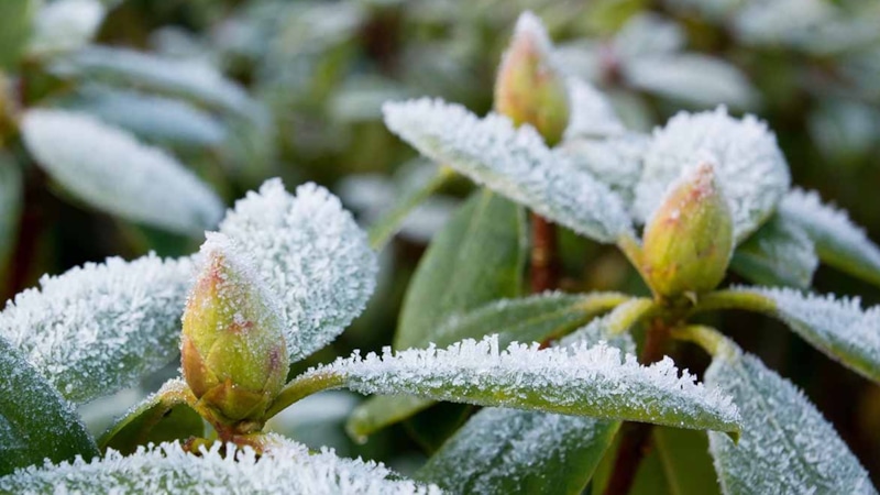 Укрытие кустарников: зимняя защита для сада