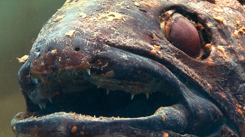 Необычная находка: призрачный гренадер на острове