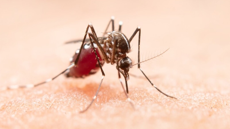 Глухие комары: инновация в борьбе