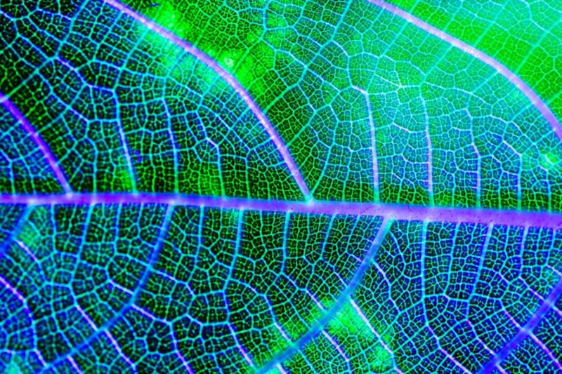 Искусственный фотосинтез: будущее чистой энергии Искусственный фотосинтез: будущее чистой энергии