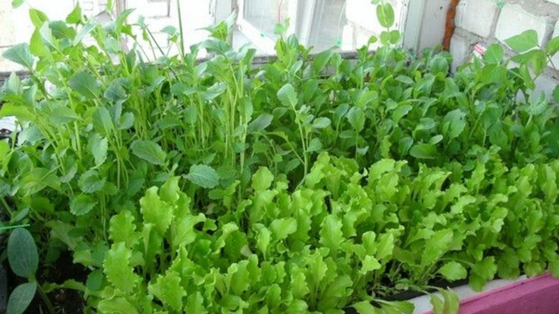 Рукола на подоконнике: советы по уходу Рукола на подоконнике: советы по уходу