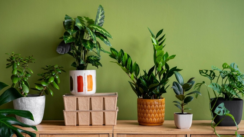 Комнатные растения: очищение воздуха