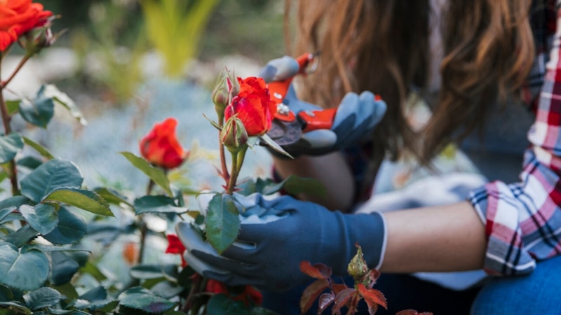 Обрезка роз: уход за кустами