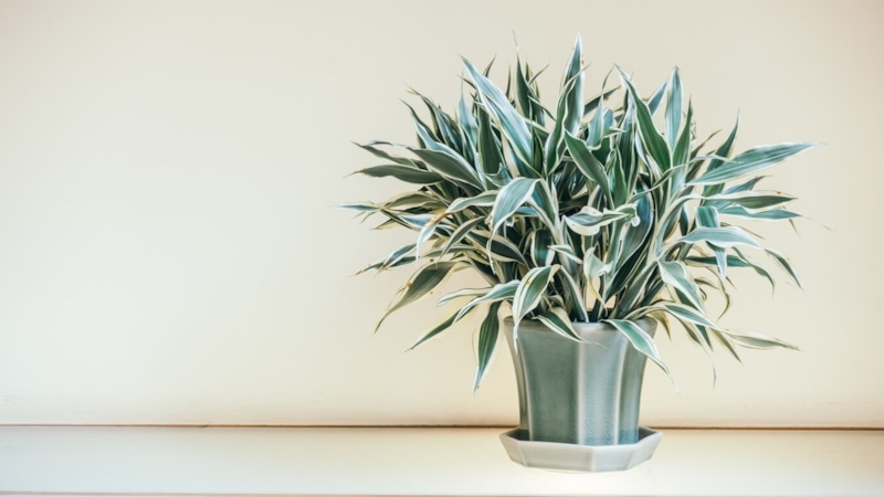 Неприхотливые растения: уют без забот