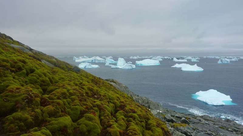 Антарктида в снегу: путь от зелени до льда Антарктида в снегу: путь от зелени до льда