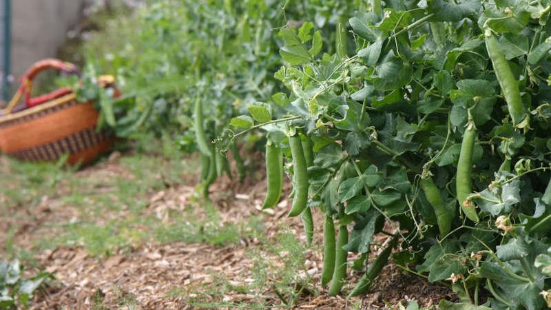 Горох на участке: секреты урожая